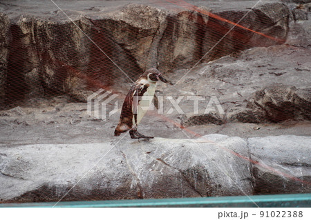 雨の動物園の鳥インフルエンザ対策防鳥ネットフンボルトペンギン 91022388