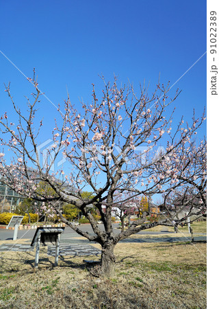 碧い空に映える梅の花_佐布里 91022389