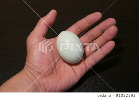 青い卵 青いタマゴ 幸せを呼ぶ青いタマゴ アローカナの卵 2 青い卵 青いタマゴ 幸せを呼ぶ青いタマゴ アローカナの卵 2 91022593