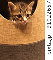 キャットタワーから顔を出す子猫 91022657