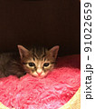 キャットタワーで寛ぐ子猫 91022659