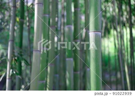 Natural green bamboo grove, giant woody grass Natural green bamboo grove, giant woody grass 91022939