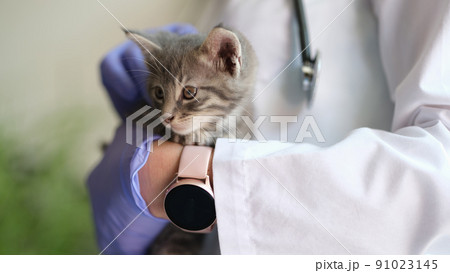 Woman veterinarian holding small kitten in hands 91023145