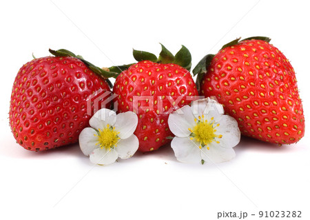 Fresh organic strawberry 91023282