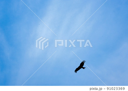 空を飛ぶトンビ 91023369