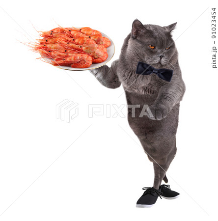 Funny waiter cat is holding shrimps 91023454