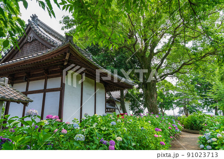 音楽寺、満開のあじさい〈愛知県江南市〉 91023713