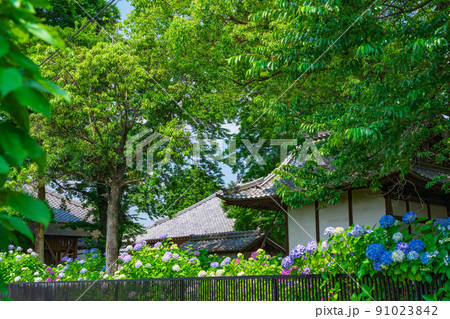 音楽寺、満開のあじさい〈愛知県江南市〉 91023842