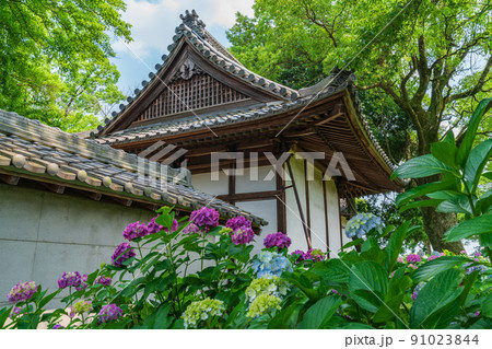 音楽寺、満開のあじさい〈愛知県江南市〉 91023844