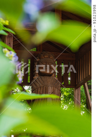 音楽寺、満開のあじさい〈愛知県江南市〉 音楽寺、満開のあじさい〈愛知県江南市〉 91023998