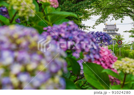 墨俣一夜城、満開のあじさい〈岐阜県大垣市〉 墨俣一夜城、満開のあじさい〈岐阜県大垣市〉 91024280