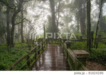 The beautiful of cloud forest of Ang Ka nature trail on the top of Doi Inthanon the highest mountain (2,565 metres) of Thailand in Chiang Mai province. 91024290