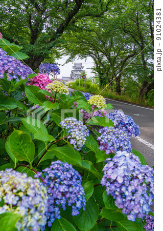 墨俣一夜城、満開のあじさい〈岐阜県大垣市〉 91024381
