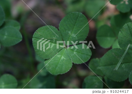 四つ葉　クローバー　1 91024417