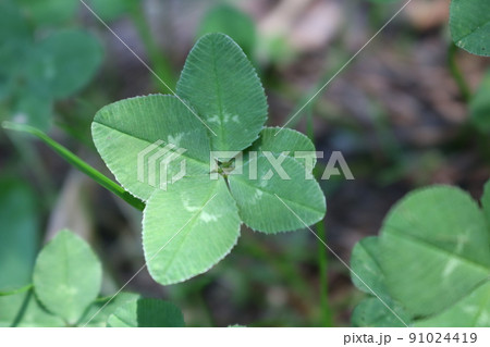 五つ葉　クローバー　2.1 91024419