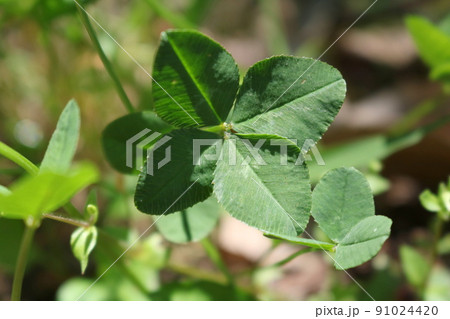 五つ葉　クローバー　2.2 91024420