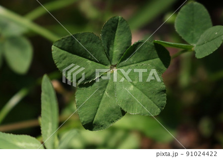 五つ葉　クローバー　2.3 91024422