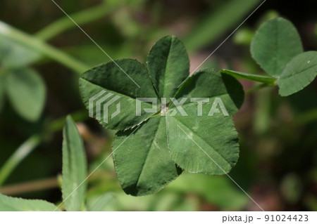 五つ葉　クローバー　2.4 91024423