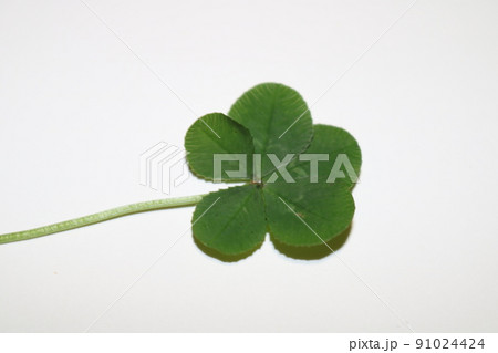 五つ葉　クローバー　 91024424