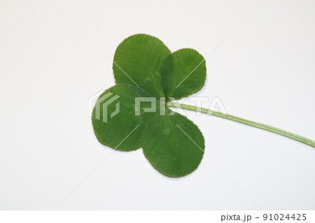 四つ葉　クローバー　1.7 91024425