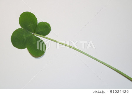 四つ葉　クローバー　1.6 91024426