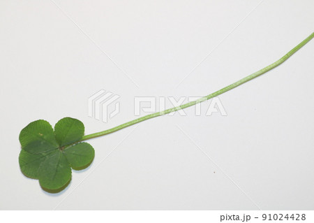 五つ葉　クローバー　1 91024428