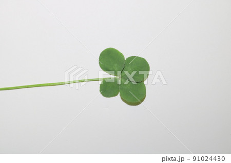 四つ葉　クローバー　1.4 91024430