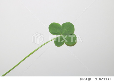四つ葉　クローバー　1.3 91024431