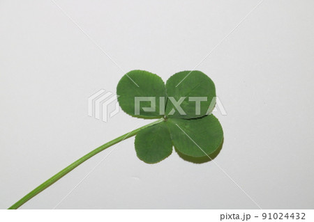 四つ葉　クローバー　1.2 91024432