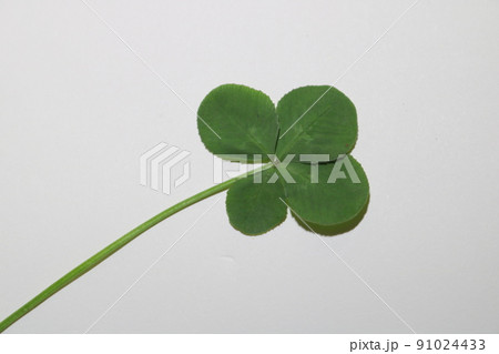 四つ葉　クローバー　1 91024433