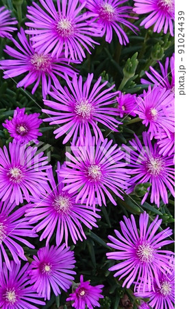 まるで花火！マツバギク 91024439