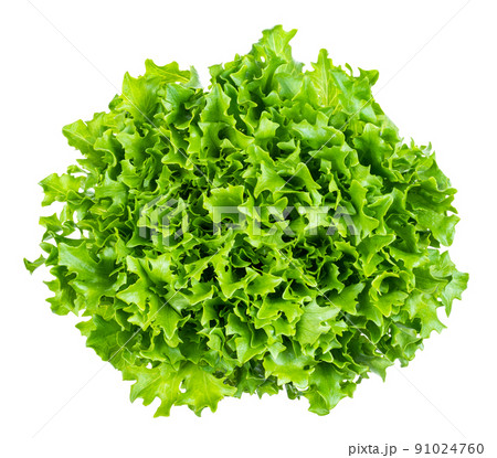 top view of head of fresh endive lettuce cutout top view of head of fresh endive lettuce cutout 91024760