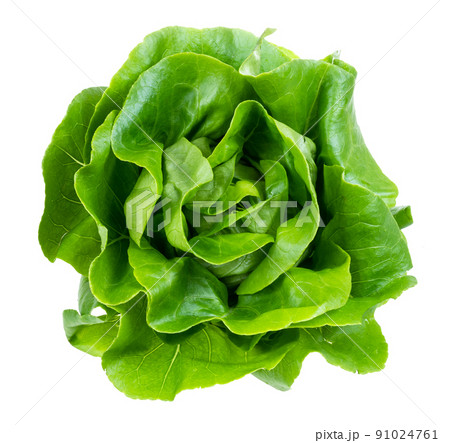above view of head of boston lettuce cutout above view of head of boston lettuce cutout 91024761