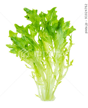 leaves of fresh endive lettuce cutout on white leaves of fresh endive lettuce cutout on white 91024762