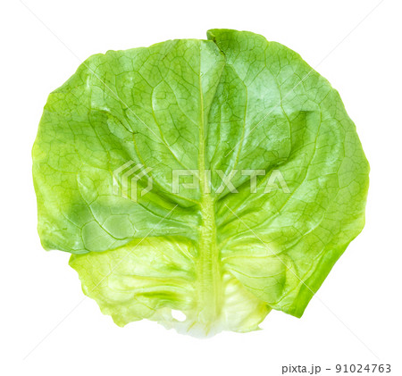 single natural leaf of boston lettuce cutout 91024763