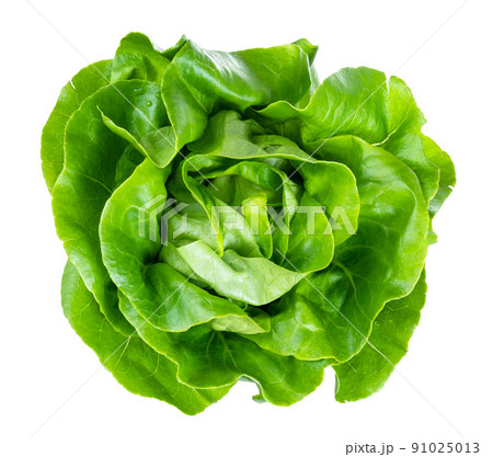 above view of head of butterhead lettuce cutout 91025013