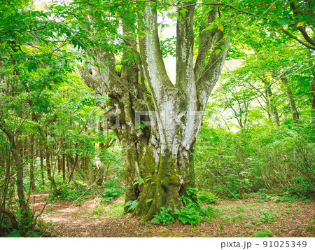 新潟県胎内市　ししのくらの森 91025349