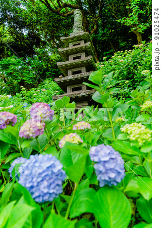 鎌倉 長谷寺 あじさいと多重塔 鎌倉 長谷寺 あじさいと多重塔 91025474
