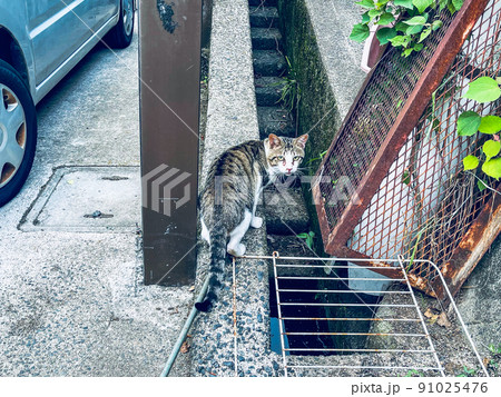野良　猫　ねこ　きじとら 91025476