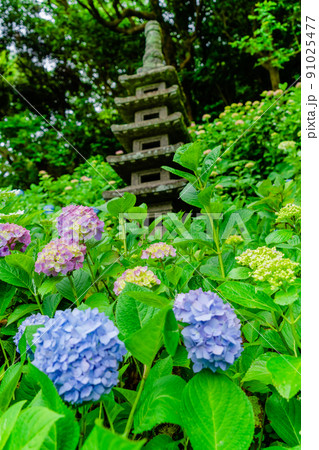 鎌倉 長谷寺 あじさいと多重塔 鎌倉 長谷寺 あじさいと多重塔 91025477