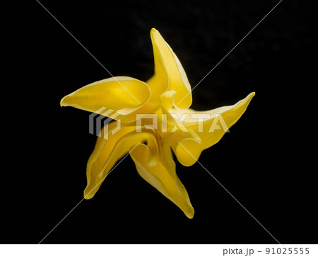 Studio shot of flower on a black background. View above. 91025555