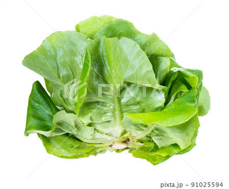 side view of fresh green butterhead lettuce cutout 91025594