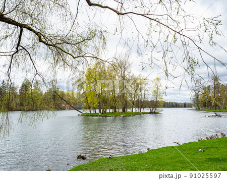 Swan Island in lake in park near Gatchina Palace Swan Island in lake in park near Gatchina Palace 91025597