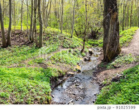 stream in Priory park in Gatchina town in spring 91025599