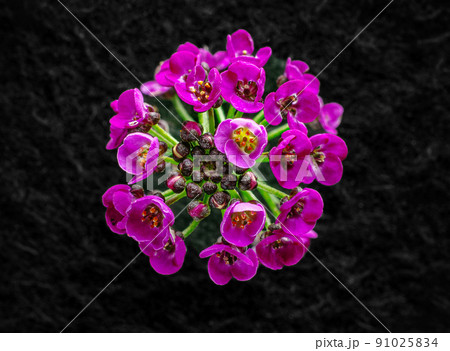 Delicate flower on black background. Close up. 91025834