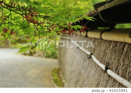 青もみじの名所　夏の宝厳院庭園 91025891
