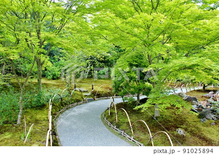 青もみじの名所　夏の宝厳院庭園 91025894
