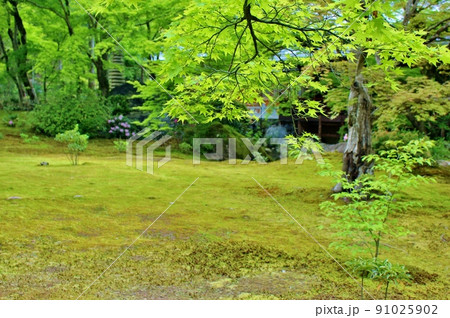 青もみじの名所　夏の宝厳院庭園 91025902
