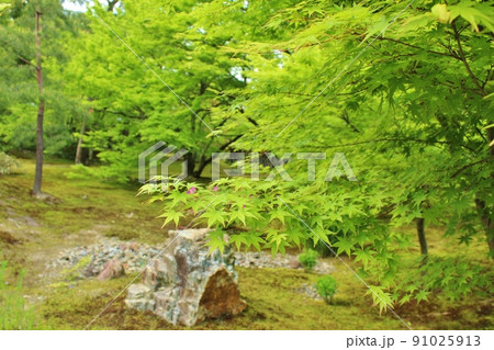 青もみじの名所　夏の宝厳院庭園 91025913