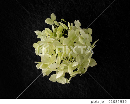 Top view of a flower on a black background. Studio shot. 91025956